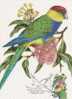 Australia-2005 Parrots,50c Red-capped Parrots   Maximum Card - Perroquets & Tropicaux