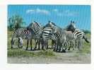 ZEBRES  -   Africa Wild Life  -  ZEBRA - Zebre
