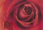 Australia-2006 Roses  Maximum Card - Rozen