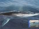 Australia-2006  Whales Down Under,$ 1.25 Fin Whale      Maximum Card - Whales