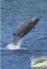 Australia-2006 Whales Downunder,$ 1.85 Southern Bottlenose Whale    Maximum Card - Ballenas