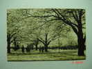 4041 JAPAN JAPON NIPPON  TOKYO   VENO PARK YEARS  1920  OTHERS IN MY STORE - Tokio