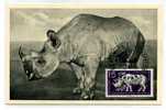 RHINOCEROS / ZOO BERLIN / CARTE  MAXIMUM ALLEMAGNE / TIERPARK / 1956 - Rhinozerosse