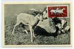 MOUFLON / CHASSE /  / ZOO BERLIN / CARTE  MAXIMUM ALLEMAGNE / TIERPARK / 1956 - Wild