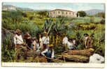 ANT-9   ANTILLES : Sugar-cane Cutting - Other & Unclassified