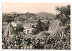 Cogolin (83) :  Séchage Des Cannes De Vanniers Et Vue Générale Environ 1950. - Cogolin