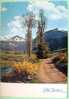 France 1979 Illustrated Postcard Sent To Belgium - Super-Lioran Cantal Trees Mountain - Covers & Documents