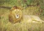 ANIMAUX Lion - Leones