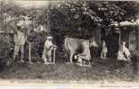 Clermont-ferrand Animaux Petrifies - Ours - Vache - Chevre - Singe..   - (7558) - Bären