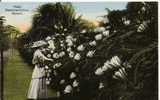 NIGHT BLOOMING CEREUS HAWAII 164 - Big Island Of Hawaii