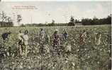 COTTON PICKING SCENE SIX MILES FROM ATLANTA GA  1910 (BELLE ANIMATION) - Autres & Non Classés