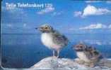 # SWEDEN 60114-36 Birds 120 Orga 07.97 -oiseaux,birds- Tres Bon Etat -birds,oiseaux- - Schweden