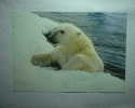 Ours Blanc - WWF - Beren