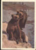 1963  Russia   Ours Orso Bear - Ours