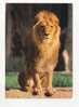 LION -  Panthera Léo  - Afrique -   PARC ZOOLOGIQUE  - Muséum National D'Histoire Naturelle De PARIS - N° 13 - Leeuwen