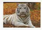 TIGRE BLANC -  Panthera Tigris Attaica -   ZOOPARC De BEAUVAL  - St Aignan Sur Cher  - N°  1866 - Tijgers