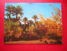 CPSM-ALGERIE- BECHAR-LA PALMERAIE - Bechar (Colomb Béchar)