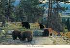 Bear Ours Mother Bear With Cubs Oursons Vancouver Island B.C.  Canada - Bären