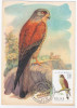 Poland 1983 Lesser Kestrel Falco Naumanni Small Falcon Eagle, Canceled In Ciechocinek - Maximum Cards