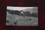 EMBRUN - CHATEAU DE LA ROBEYRE ET LE ROC -HAUTES ALPES (05) - VACHES ET MOUTONS - Embrun