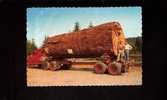 Giant Fir Log - Autres & Non Classés