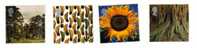 United Kingdom / Great Britain / Agriculture / Sunflower - Zonder Classificatie