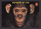 ANIMALS - THINKING OF YOU - SINGE - MONKEY     ASTRAL GRAPHICS  MIAMI FLORIDA - Scimmie