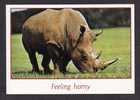 ANIMALS - FEELING HORMY - RHINOCEROS -                    ASTRAL GRAPHICS  MIAMI FLORIDA - Neushoorn