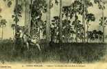 CONGO . FRANCAIS .   CLAIRON . EN TOURNEE DANS UNE FORET DE BORASSUS . - Congo Francese