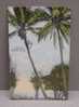 Hawai - Climbing Coconut Tree - Hawaiian Islands - Pub. Exclusively For The Island Curio Co, Honolulu, T.H. - 20571 - Honolulu