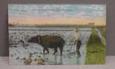 Hawai - Cultivating Rice Field With Water Buffalo, Hawaiian Islands - Honolulu