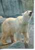 (302) - Our Balnc Polaire - Polar Bear - Ours