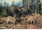 (302) - Sanglier Et Marcassin - Wild Boars And Baby - Varkens