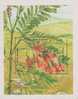 Flower, Sesbania Punicea MS 1985 MNH Scott 1153 Afghanistan - Afghanistan