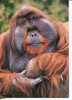 (180) Oran Utang - Oranutang - Apes - Singe - Apen