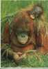 (180) Oran Utang - Oranutang - Apes - Singe - Monkeys