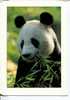 (180) Ours Panda - Panda Bears - Bears