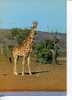 (180) Giraffe - Giraffes - Giraffen
