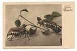 INSECTS - Old Postcard - Insetti