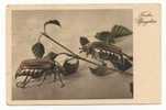 INSECTS - Old Postcard - Insectes