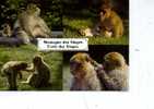 8 SINGES  4 VUES/ 1 CARTE  KINTZHEIN ET ROCAMADOUR  FORET DES SINGES - Monkeys