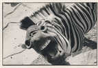 ZEBRE Cp          4 Edit Admira - Zebras