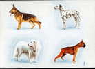 ITALIA MAXIMUM MAXIMA ANIMALI DOMESTICI 1994 MILANO SASSONE 2094-97 PERFETTA - Cartoline Maximum