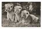 LIONS - 3 Lion Babes - Lions