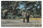 ELEPHANTS - African Wild Life, Elephant - Olifanten