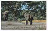 ELEPHANTS - African Wild Life, Elephant - Elephants
