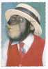 MONKEY - Monkey, Hat, Cigar, 1981. - Singes