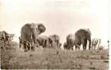 ELEPHANTS / FAUNE AFRICAINE TROUPEAU - Éléphants