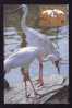 Bird - Cigogne - Stork, Maxicard Carte Maximum 1992 China. - Cigognes & échassiers