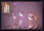 Bird - Cigogne - Stork, Maxicard Carte Maximum 1992 China.(BC) - Picotenazas & Aves Zancudas